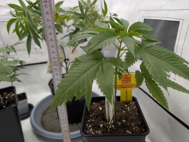 Growing Crack. Week 4 - D24