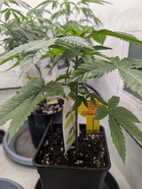Growing Crack. Week 4 - D29
