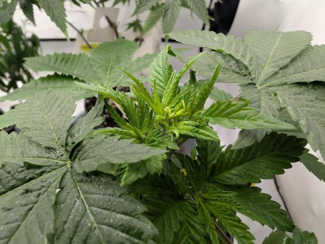 Growing Crack. Week 4 - D29