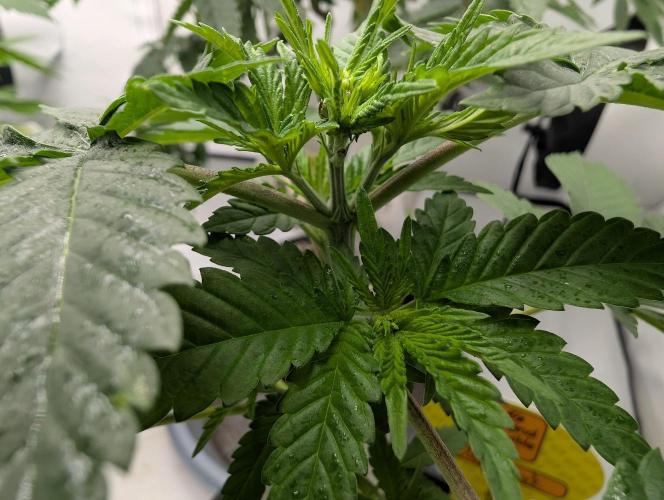 Mango Crack. Week 4