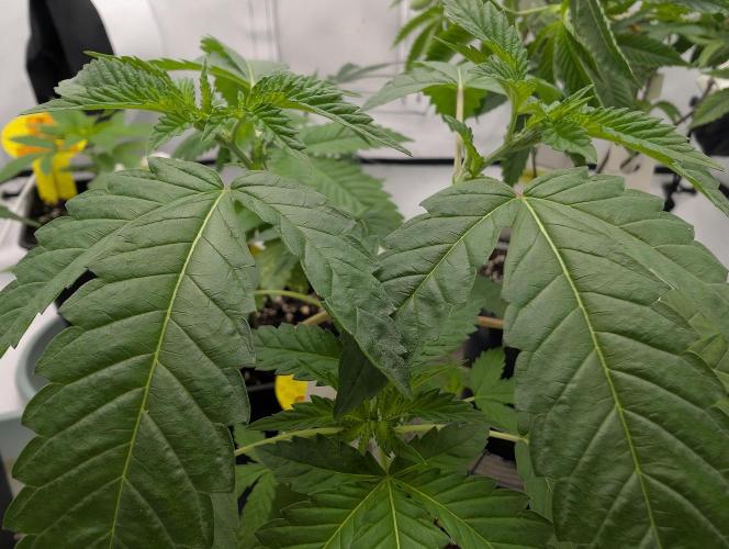OG Nana. Week 4 - D24