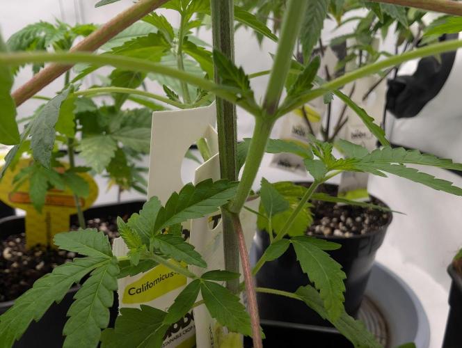 OG Nana. Week 4 - D24