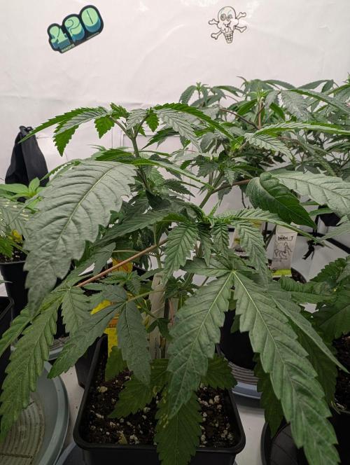 OG Nana. Week 4 - D29