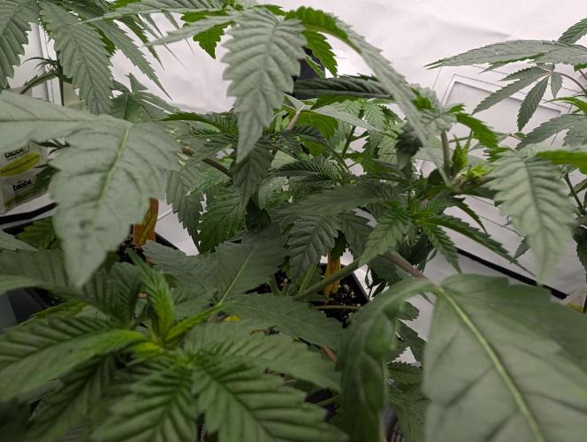 OG Nana. Week 4 - D29
