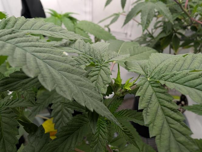 OG Nana. Week 4 - D29