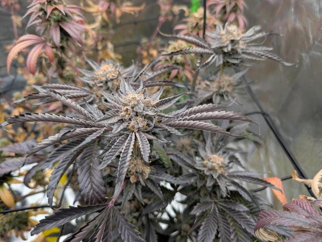 double cherry. Week 20
