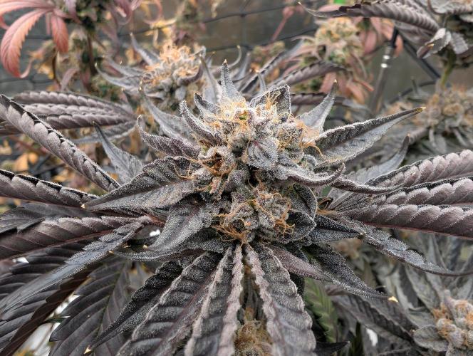 double cherry. Week 20