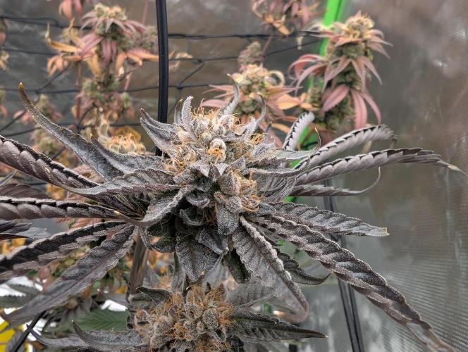 double cherry. Week 20