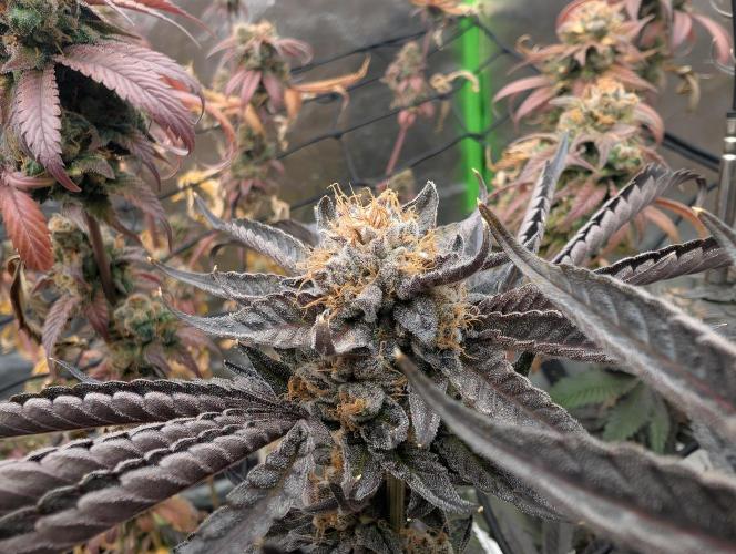 double cherry. Week 20