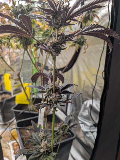 double cherry. Week 20
