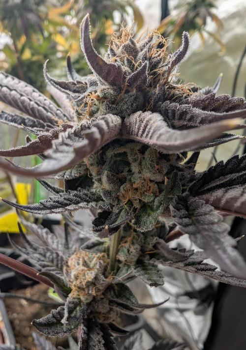 double cherry. Week 20