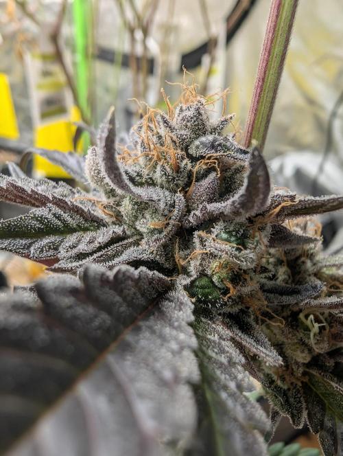 double cherry. Week 20