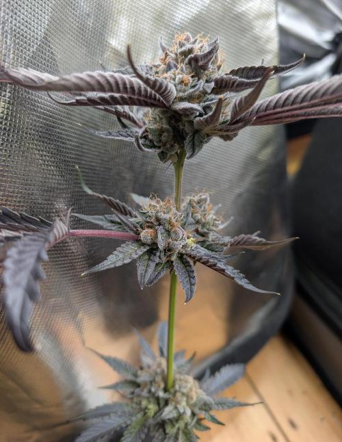 double cherry. Week 20