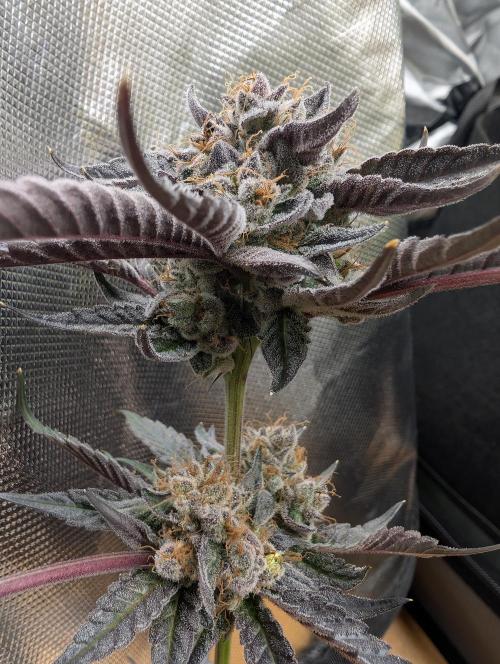 double cherry. Week 20