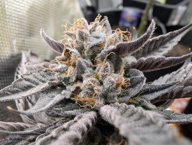 double cherry. Week 20