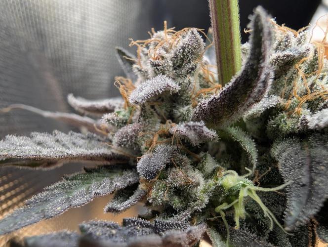 double cherry. Week 20