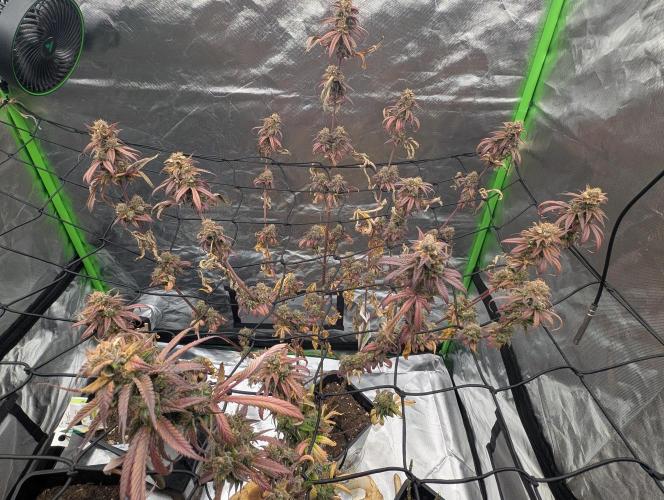 Big Blackberry. Week 20