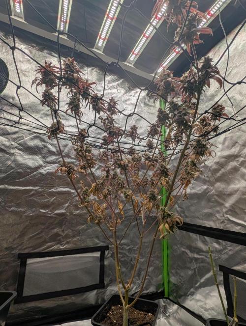 Big Blackberry. Week 20