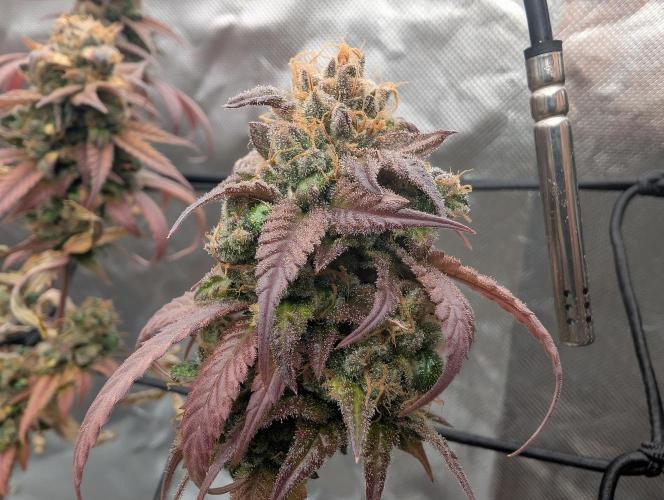 Big Blackberry. Week 20