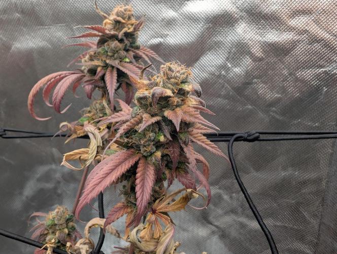 Big Blackberry. Week 20