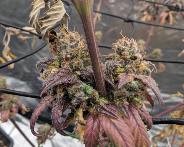 Big Blackberry. Week 20