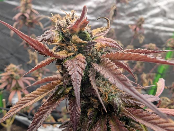 Big Blackberry. Week 20