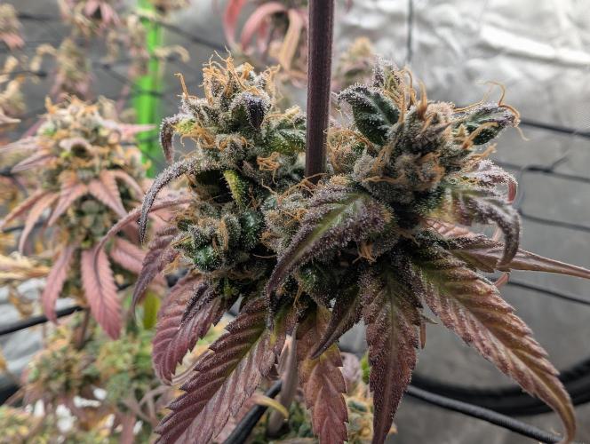 Big Blackberry. Week 20