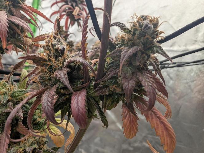 Big Blackberry. Week 20