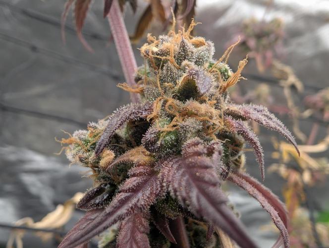 Big Blackberry. Week 20