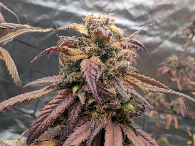 Big Blackberry. Week 20