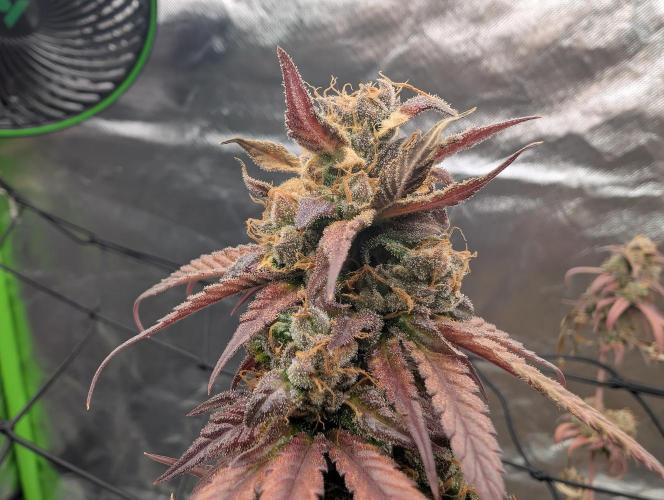 Big Blackberry. Week 20