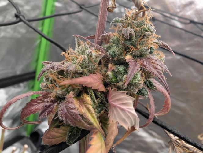 Big Blackberry. Week 20