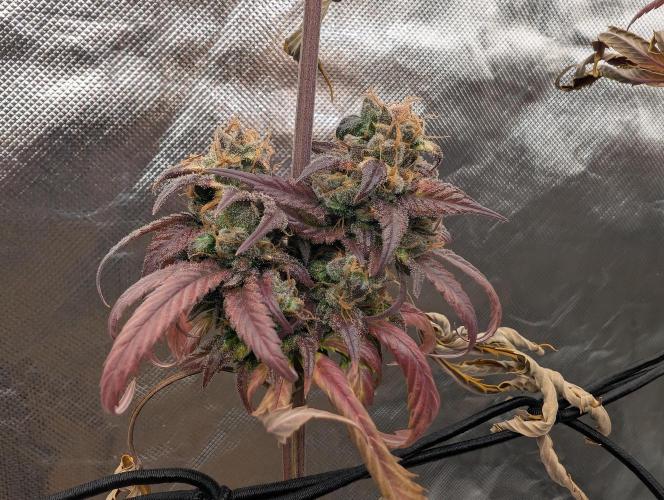 Big Blackberry. Week 20