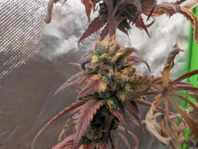 Big Blackberry. Week 20