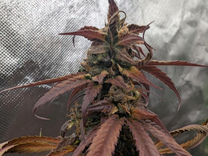 Big Blackberry. Week 20