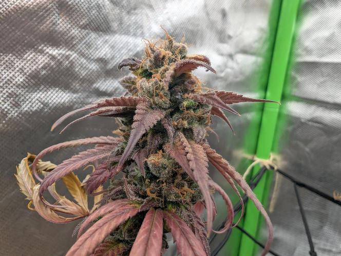 Big Blackberry. Week 20