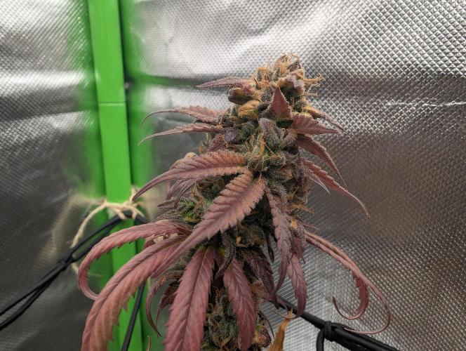 Big Blackberry. Week 20