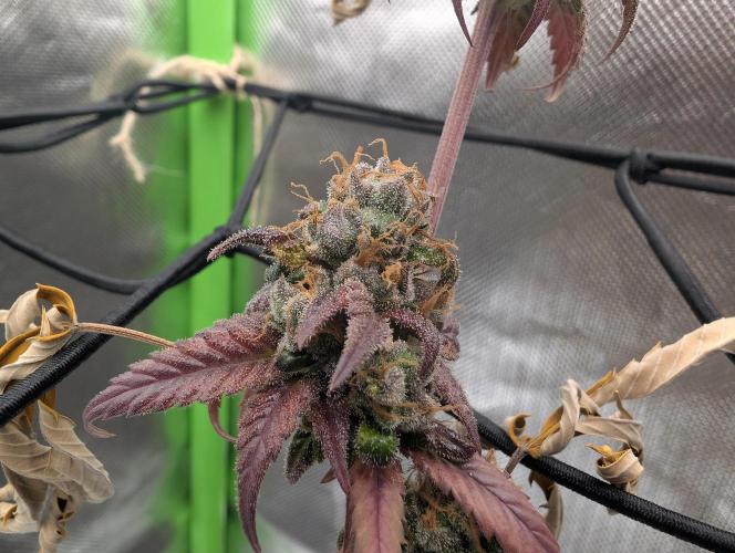 Big Blackberry. Week 20