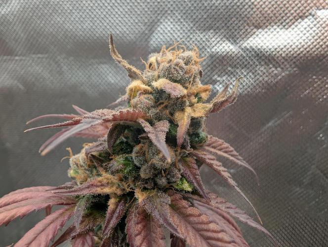 Big Blackberry. Week 20