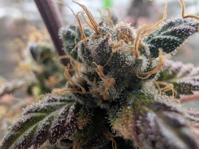 Big Blackberry. Week 20