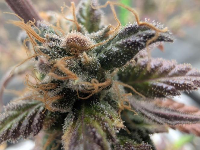 Big Blackberry. Week 20