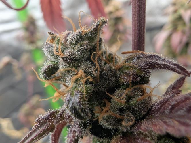 Big Blackberry. Week 20