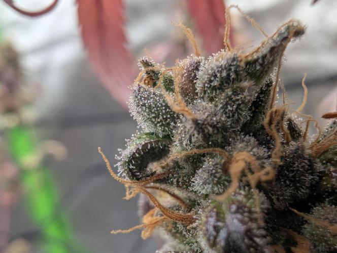 Big Blackberry. Week 20