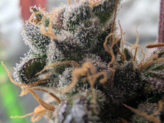 Blackberry Herer. Week 20