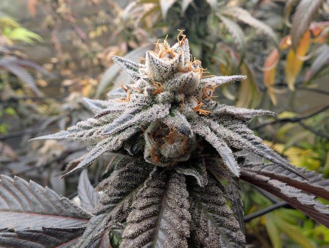 Farmbros clones. Week 11