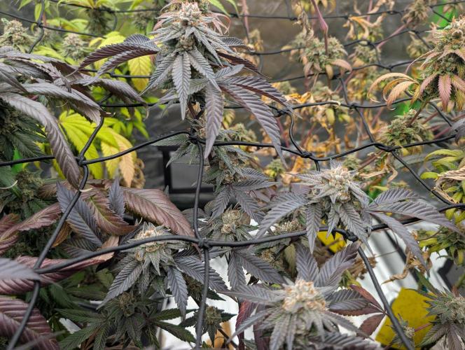 Farmbros clones. Week 11