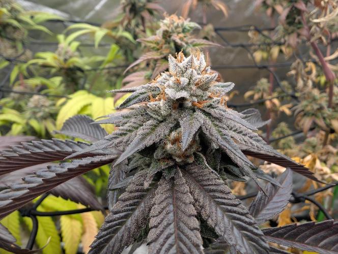 Farmbros clones. Week 11