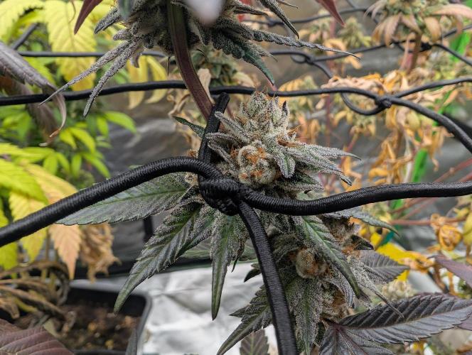 Farmbros clones. Week 11