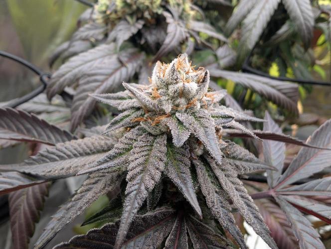 Farmbros clones. Week 11