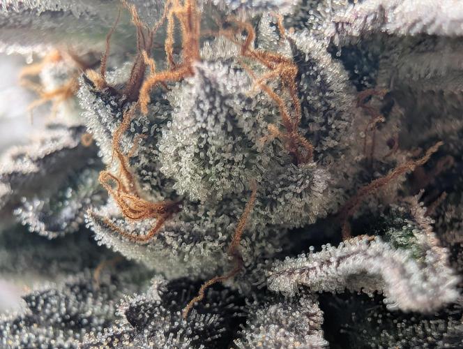 Farmbros clones. Week 11